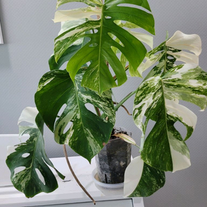 몬스테라 알보 8장. 무늬가 너무 이쁘고 수형 좋아요