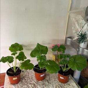 이리올마담조야 Ta메이로즈 UV13.21 러시아제라늄