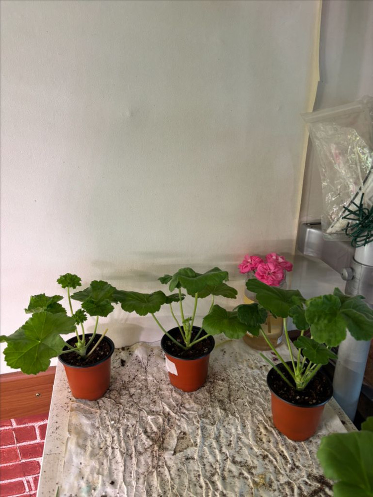 이리올마담조야 Ta메이로즈 UV13.21 러시아제라늄--1