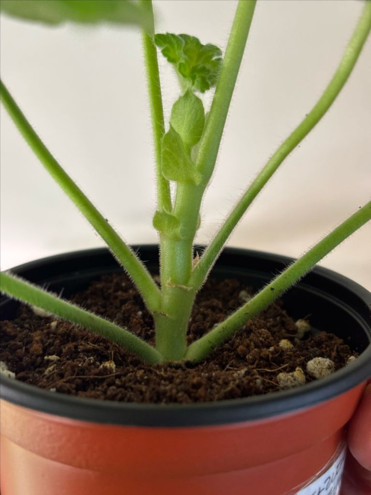 이리올마담조야 Ta메이로즈 UV13.21 러시아제라늄--3