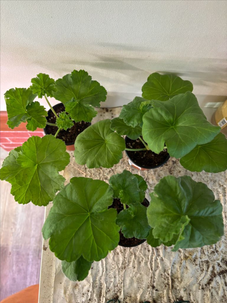 이리올마담조야 Ta메이로즈 UV13.21 러시아제라늄--5