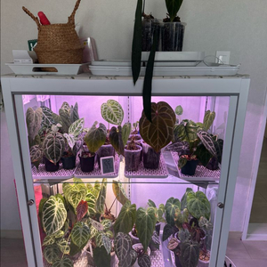 관엽식물 안스리움 다양하게 분양합니다 (리스트업데이트)