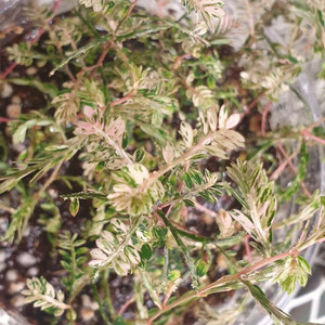 필란서스 우리나리아 핑크 (여우구슬핑크) 실습개체 #몬스테라,알로카시아,식물