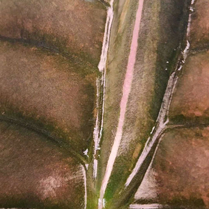 알로카시아 쿠프레아 레드시크릿 바리에가타 모주