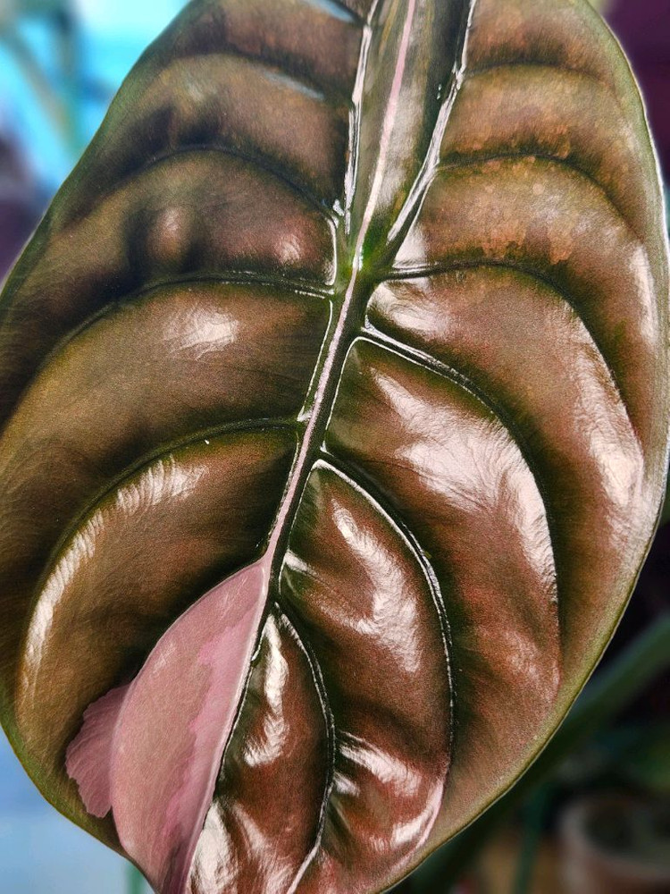 알로카시아 쿠프레아 레드시크릿 바리에가타 모주--1