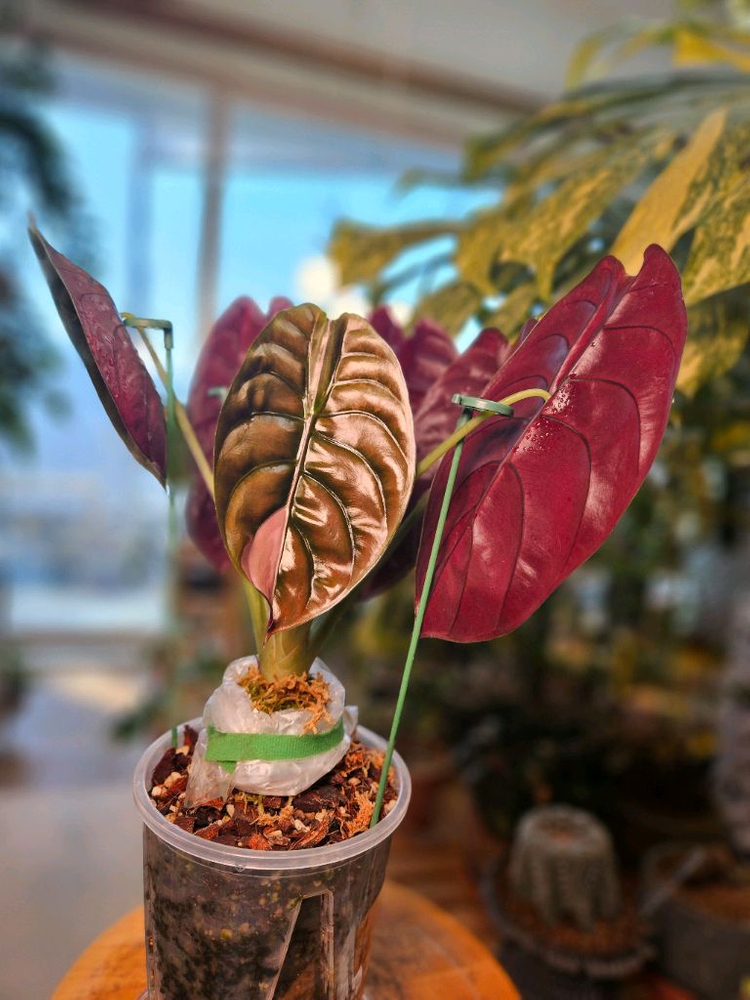 알로카시아 쿠프레아 레드시크릿 바리에가타 모주--2