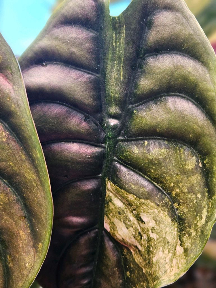 알로카시아 쿠프레아 레드시크릿 바리에가타 모주--3