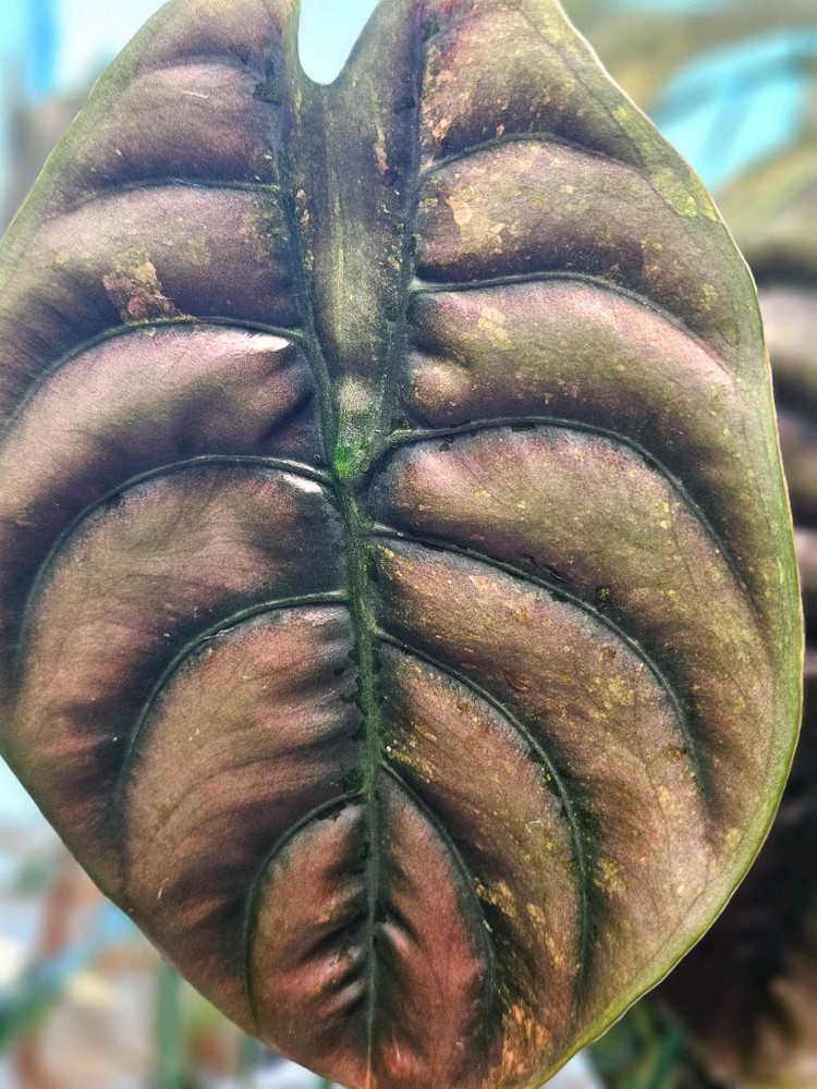 알로카시아 쿠프레아 레드시크릿 바리에가타 모주--4