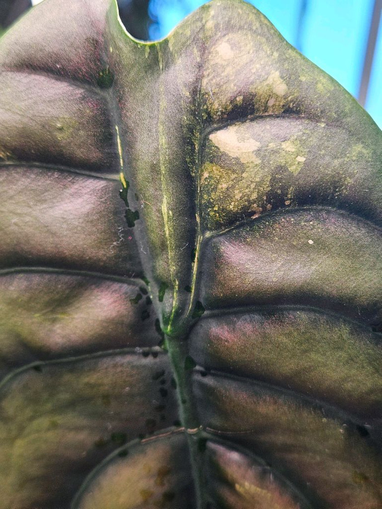 알로카시아 쿠프레아 레드시크릿 바리에가타 모주--5