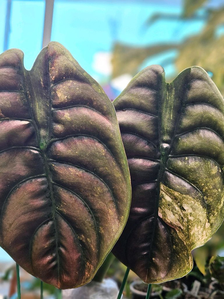 알로카시아 쿠프레아 레드시크릿 바리에가타 모주--6