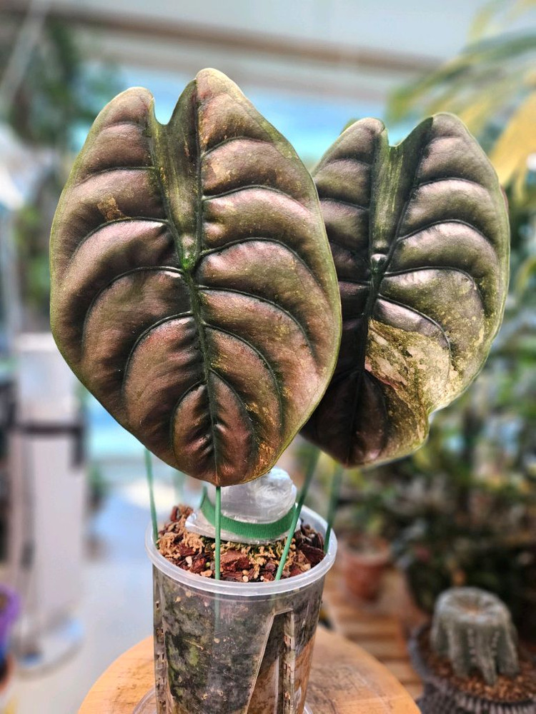 알로카시아 쿠프레아 레드시크릿 바리에가타 모주--7