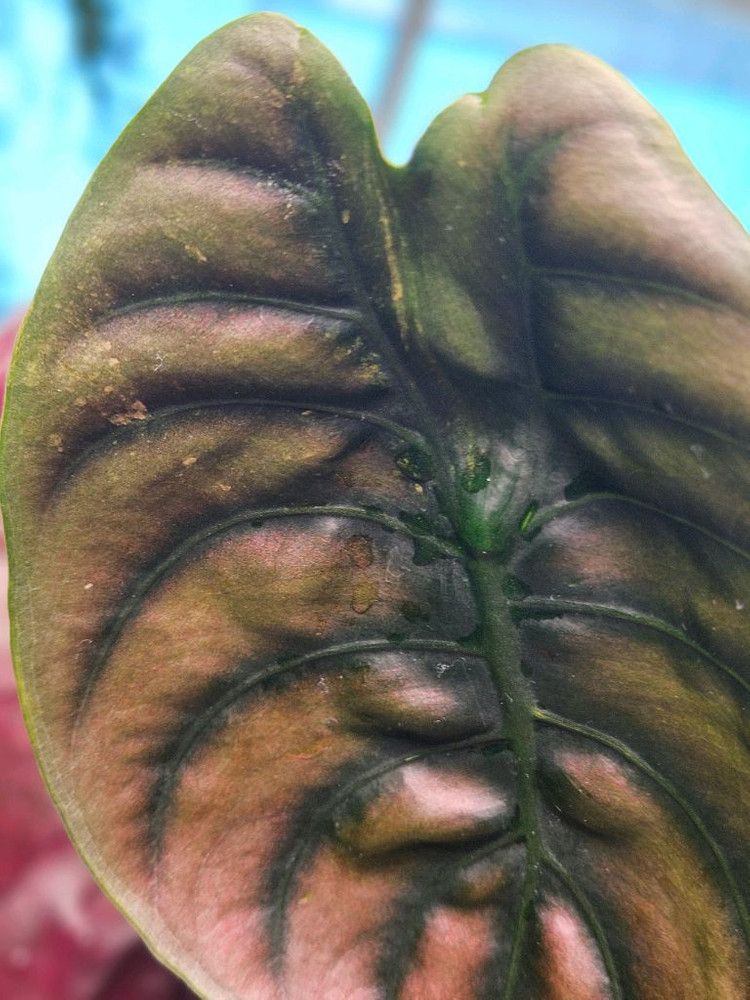 알로카시아 쿠프레아 레드시크릿 바리에가타 모주--8