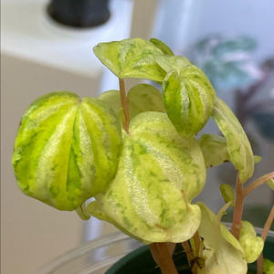 수박페페바리에가타(안스,알로,호야x)