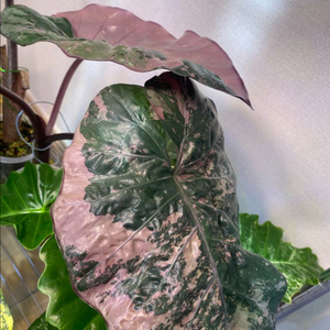 알로카시아 플럼배핑크 바리에가타(안스,호야x)