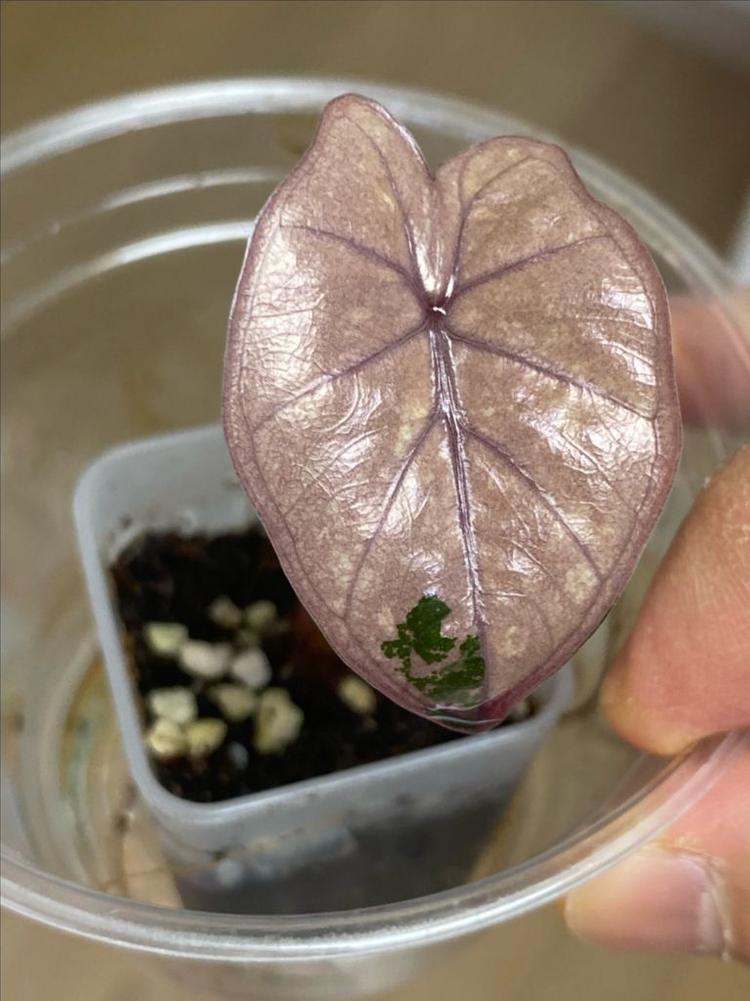 알로카시아 플럼배핑크 바리에가타(안스,호야x)--1