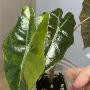 알로카시아 푸세이도 옐로우바리에가타(안스,호야x)