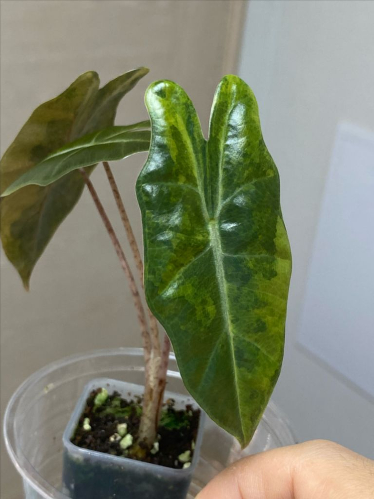 알로카시아 푸세이도 옐로우바리에가타(안스,호야x)--1