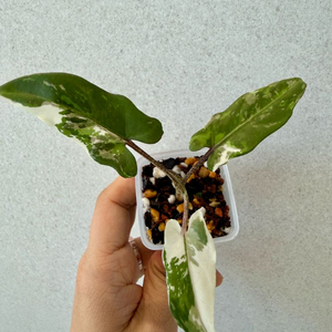 알로카시아 로터바키아나 알보 바리에가타