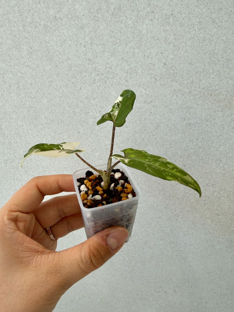 알로카시아 로터바키아나 알보 바리에가타--1