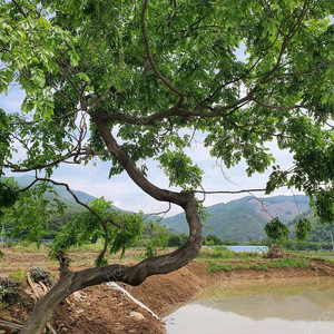 100년 팽나무 팔아봅니다