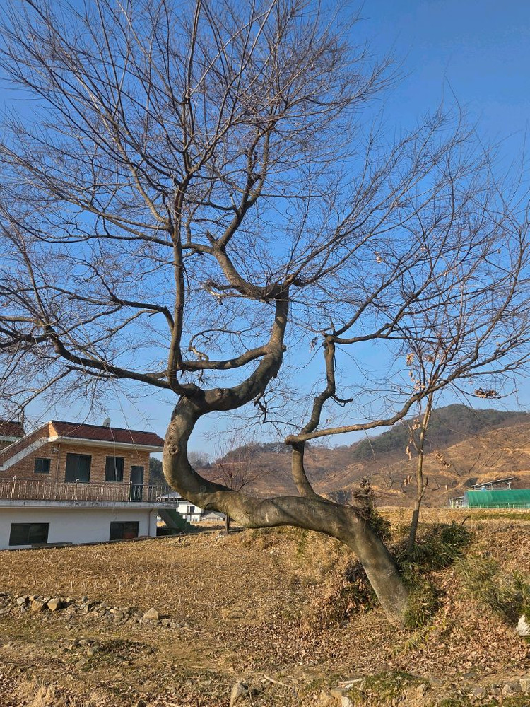 100년 팽나무 팔아봅니다--1