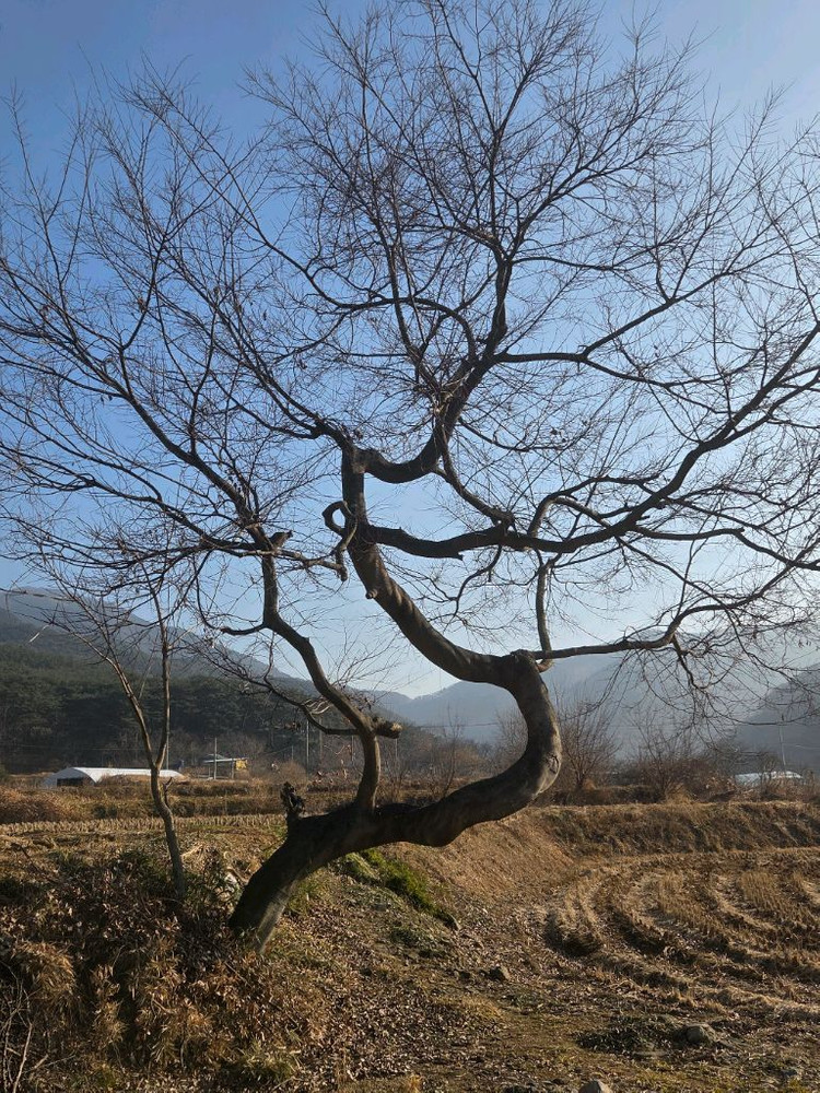 100년 팽나무 팔아봅니다--2