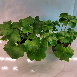 제라늄2종-MRS나이팅게일밤,심샤르도네 (택포)