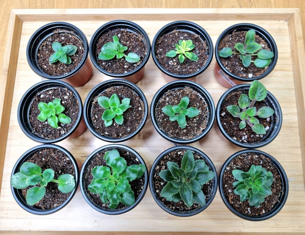 미니바이올렛 12종 일괄--1