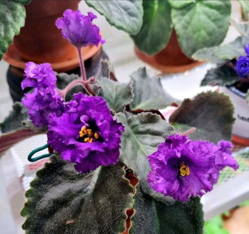 미니바이올렛 12종 일괄--3