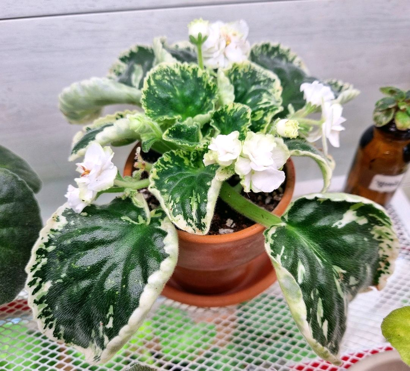 미니바이올렛 12종 일괄--4