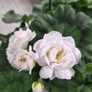 제라늄. 진주웨딩