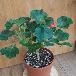 다이너스티다지 중국 제라늄 중대품 분양 합니다