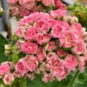 제라늄 챠밍레이지걸 ㆍ심 리베리아