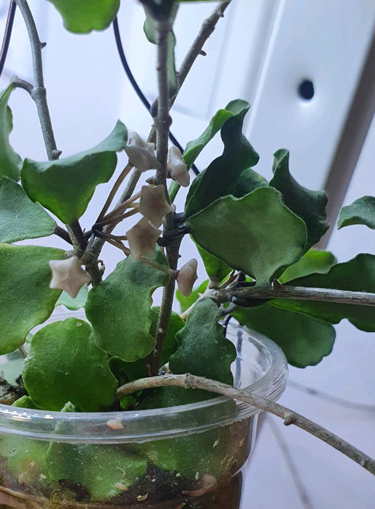 호야 칸야쿠 마리아나--1