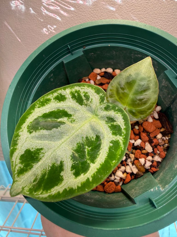 안스리움 도라야끼 실버브러쉬--2