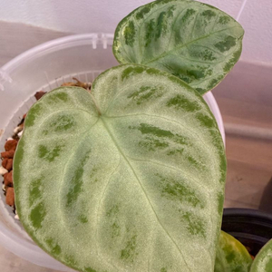 안스리움 도라야끼 실버브러쉬