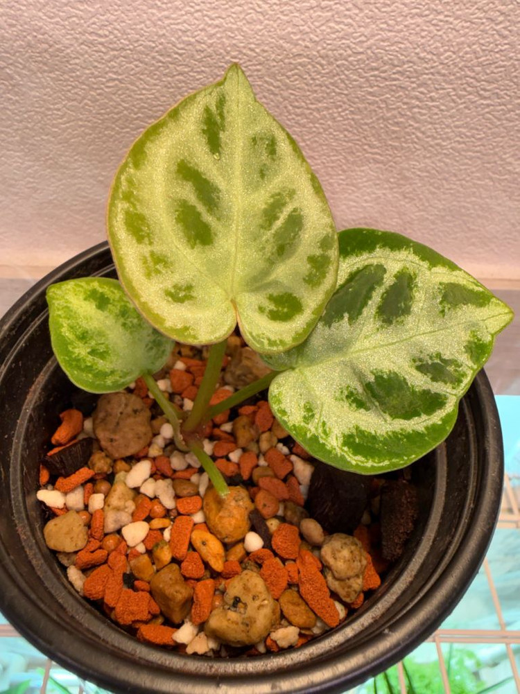 안스리움 도라야끼 실버브러쉬 (풀실버 급)--1