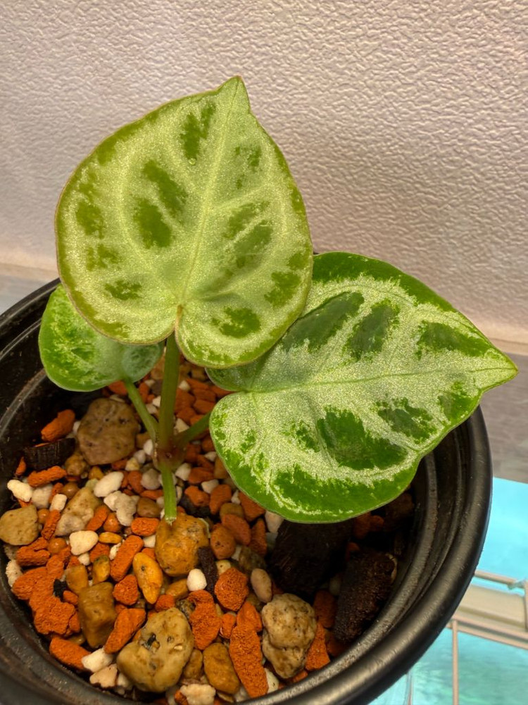 안스리움 도라야끼 실버브러쉬 (풀실버 급)--2