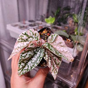 베고니아 스노우캡 핑크 바리에가타