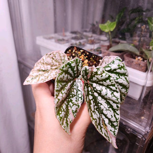 베고니아 스노우캡 핑크 바리에가타