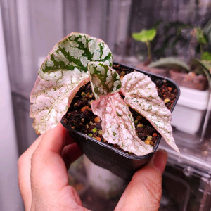 베고니아 스노우캡 핑크 바리에가타