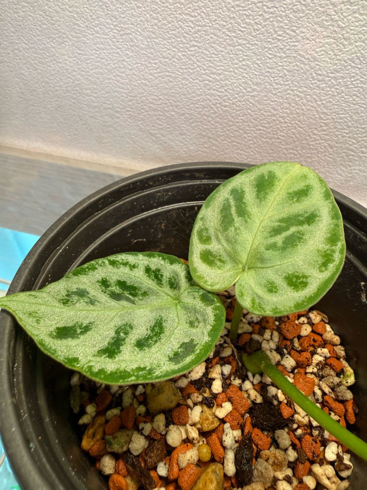 안스리움 도라야끼 실버브러쉬 (풀실버 급)--1