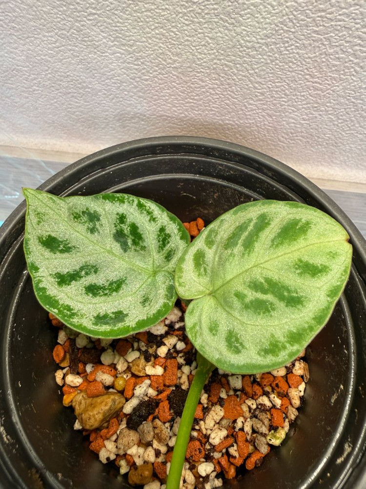 안스리움 도라야끼 실버브러쉬 (풀실버 급)--2