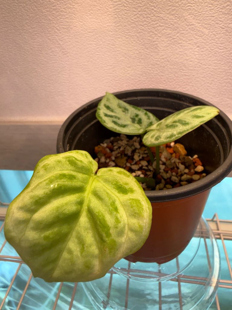 안스리움 도라야끼 실버브러쉬 (풀실버 급)--3