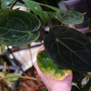 안스리움 포게티(dark) x 파필릴라미넘 퍼플 하이브리드