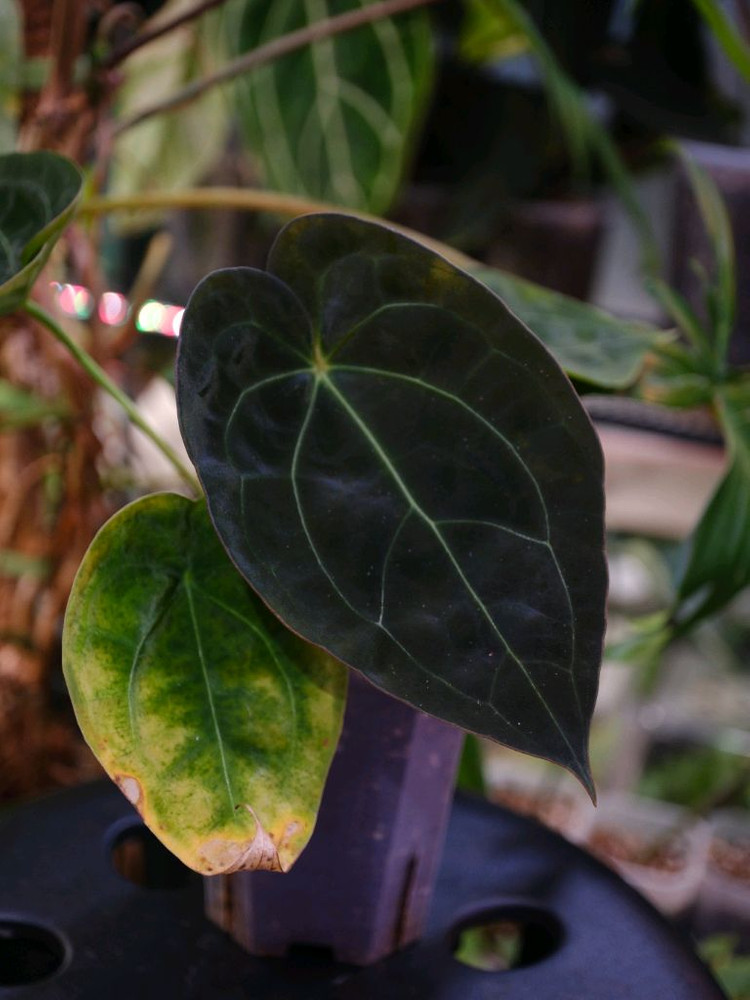 안스리움 포게티(dark) x 파필릴라미넘 퍼플 하이브리드--1