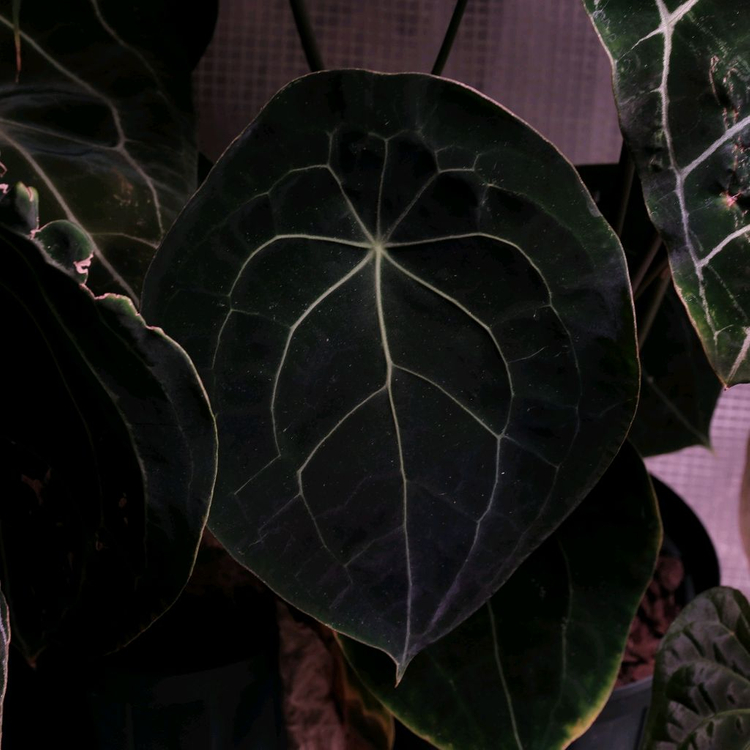 안스리움 포게티(dark) x 파필릴라미넘 퍼플 하이브리드--2