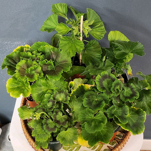 제라늄 5종 달빛미카엘.taz몽쉐.여름의사치.솔베이그.프린세스오브웨일즈