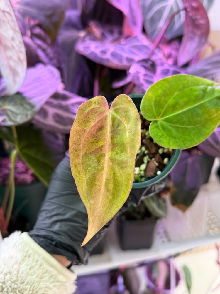 안스리움 에오스 x 블랙위도우미쉘--1