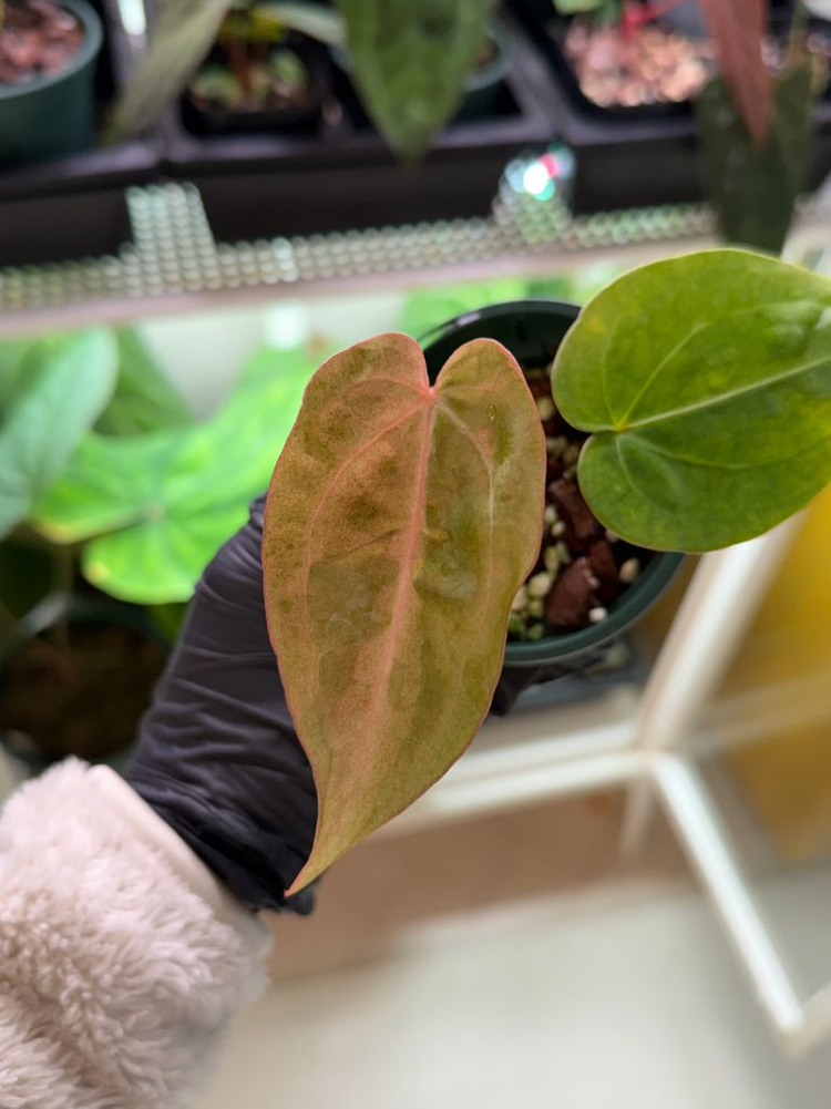 안스리움 에오스 x 블랙위도우미쉘--4